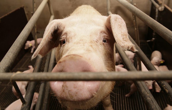 Schwein im Kastenstand