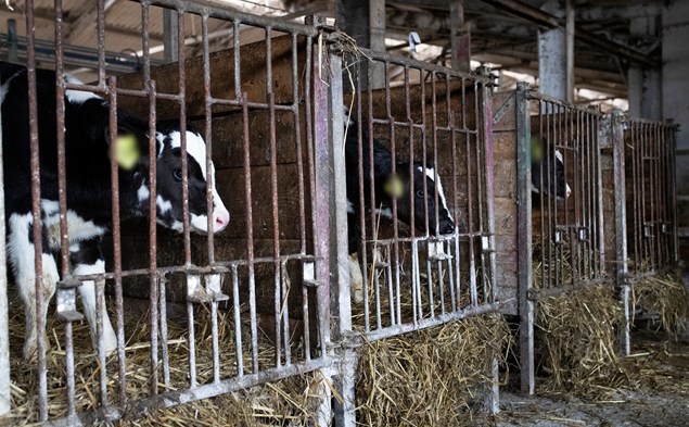 2. Über industrielle Tierhaltung